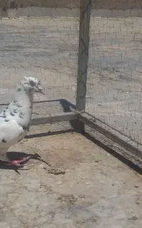 نر سوسک تهرانی