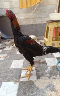 جوجه لاری