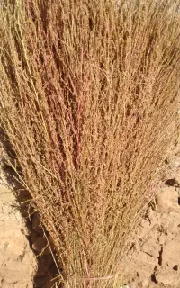 جارو شهرداری