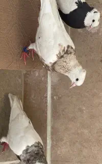 کبوتر