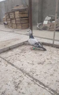 کبوتر سوسکی سبز