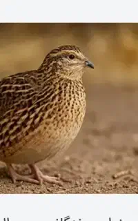 بلدرچین 5ماهه