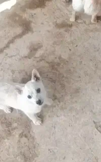 سگ پا کوتاه و توله دورگ ماده سرابی-عراقی