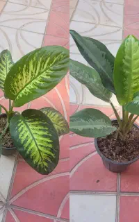 گل آگلونمای پاتایا ودیفن باخیا