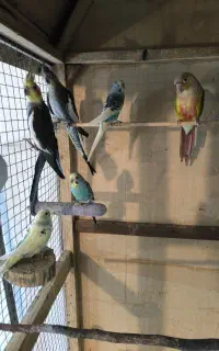 عروس هلندی ،قناری