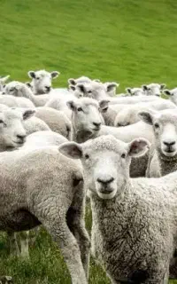 گوسفند ارگانیک