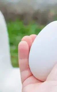 تخم غاز