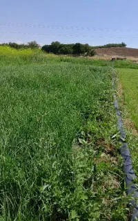 سبزی خورشتی
