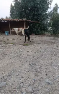 سگ پیتبول