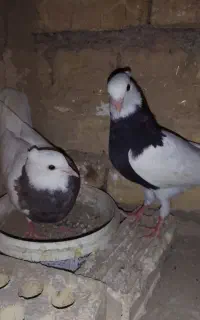 کبوتر طوقی