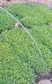 نشای گوجه، بادمجان، فلفل و گل گاو زبان