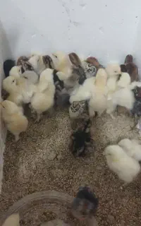 جوجه بوقلمون/برهما/براکل