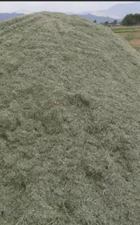 گیاه و یونجه