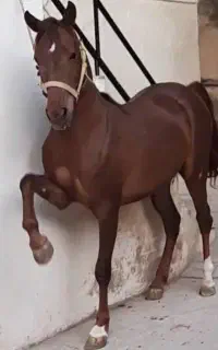 مادیان کرد.