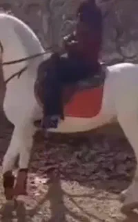 کشش سیلمی اسب عرب .و فروش