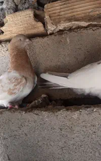 کبوتر