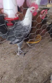 خروس براکل