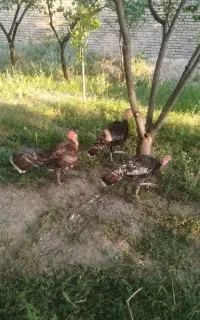 بوقلمون نر 6ماهه و جوان