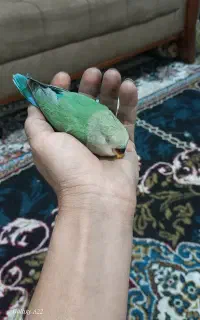 جوجه طوطی کوتوله
