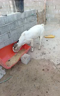 قیمت۱۰۰