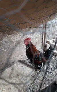 خروس گلین چهل تاج