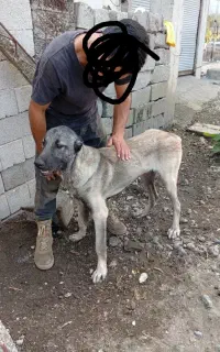 سگ سرابی