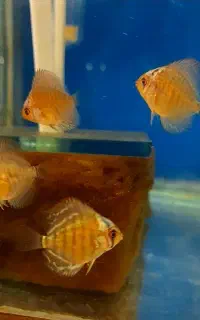 انواع لوازم آکواریوم و ماهیهای زینتی کاسپین