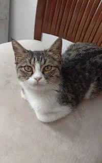 گربه خونگی