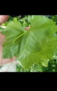 برگ مو سفید