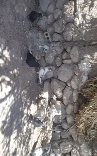 کبوتر