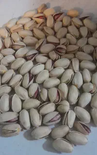 تامین کننده عمده پسته ممتاز دامغان ، عمده ،جزئی