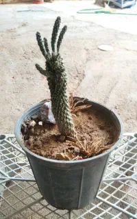 گل و گیاه