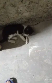 واگذاری گربه