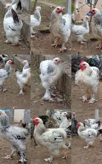 مرغ و خروس برهما