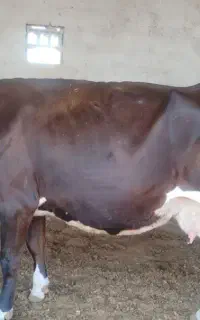 گاوشیری فروشی