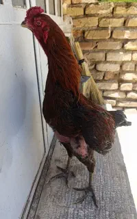 خروس لاری