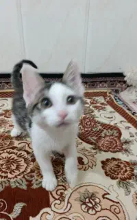 حیوان خانگی