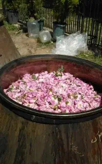 تور فول برد گلاب گیری میمند فارس  فقط ۴ نفر خالی