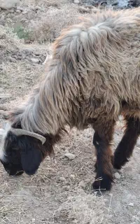 برندیل بختیاری اصل