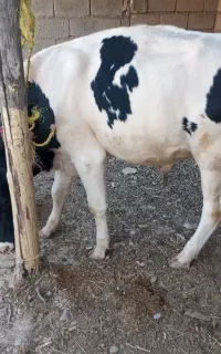 گوساله نر هلشتاین