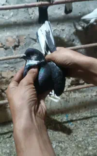 کفتر پرشی و طوقی