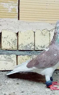 کفتر بوم فیلم پرش