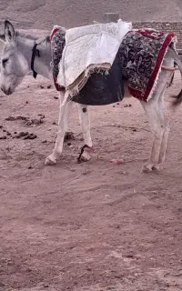 خر جوان