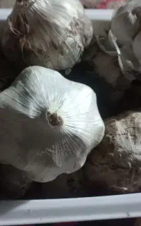 سیر درشت. محلی.