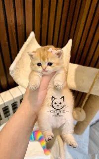 گربه های نژاد دار
