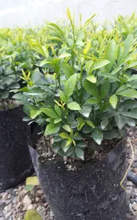 پایه ملو مناسب برای پیوند