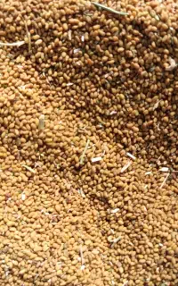 بذر قره یونجه