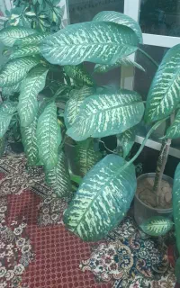 گل وگیاه