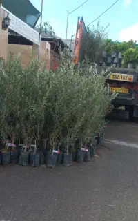 نهالستان رویال رونق اعطای نمایندگی با شرایط آسان