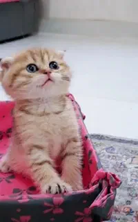 پسر  اسکاتیش گلد